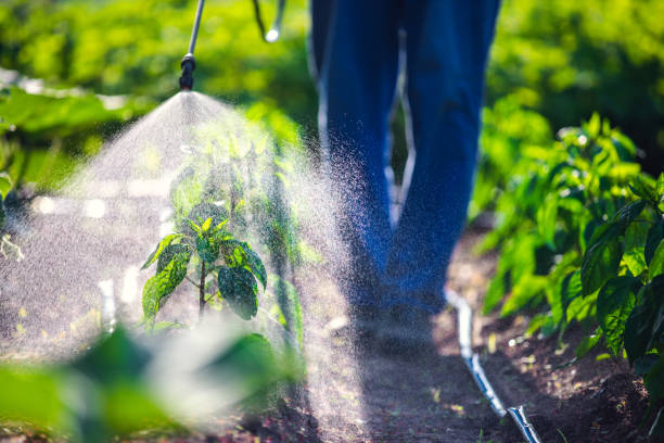 Outdoor Pest Control in Hidalgo, TX